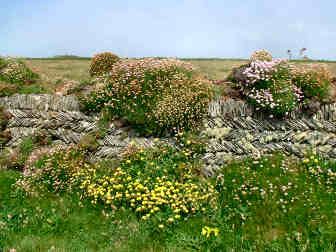 The Cornish Hedge - not quite what you might expect