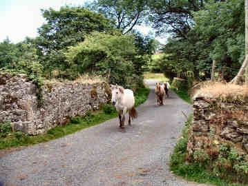 Bodmin Moor Walks — photograph 54