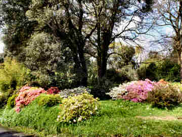 Carwinion Garden
