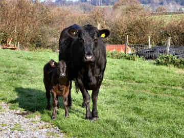 Cowslip Quilting Workshops at Newhouse Farm near Launceston