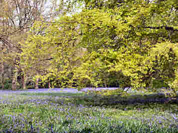 Enys Garden near Penryn