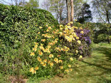 Ladock House Garden