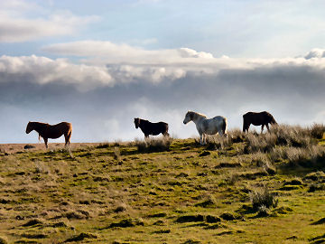 Bodmin Moor Walks — photograph 69