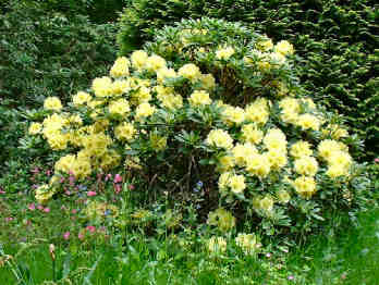 Pencarrow Garden and Estate