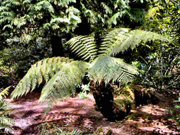 Penjerrick