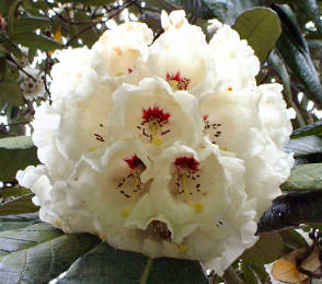 Tregrehan Garden