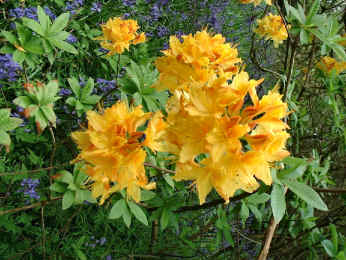 Trewidden Garden