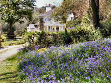 Trewoofe Orchard in the Lamorna Valley