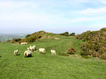 Warbstowbury Hill Fort